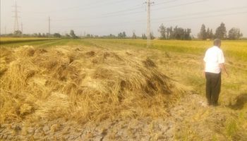 محاضر للمزارعين الذين لم يقوموا بتوريد الأرز 