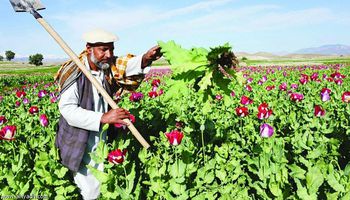 زراعة الأفيون في أفغانستان