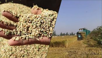 أزمة اختفاء الأرز في مصر