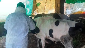 انطلاق الحملة القومية لتحصين الماشية ضد الحمى القلاعية 