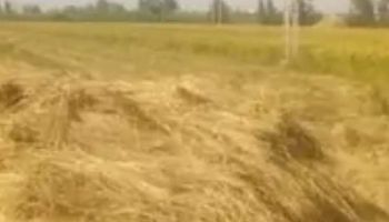 تحرير 1500 إنذارًا ضد المزارعين الممتنعين عن توريد الأرز 