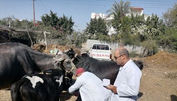 تحصين الماشية ضد مرض الحمى القلاعية 