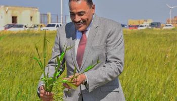 شعيب لاول مرة مطروح تدخل ضمن الحملة القومية لزراعة القمح ب 21 موقعا