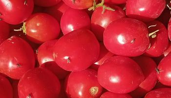 أسعار الخضراوات والطماطم بأسواق بنى سويف 