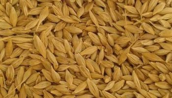 تحرير 52 محضرًا ضد المزارعين الممتنعين عن توريد الأرز 