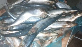 ضبط 8 اطنان سمك هارينج غير صالحة 