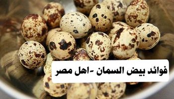 فوائد بيض السمان - أهل مصر 