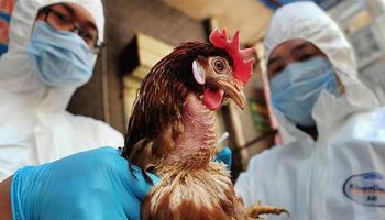 إنفلونزا الطيور تتسبب في نفوق 200 مليون دجاجة