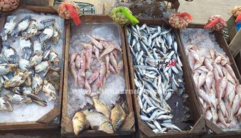 أسعار الأسماك بأسواق كفر الشيخ اليوم