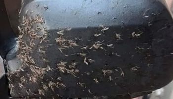 حشرات تهاجم السيارات في الإسكندرية