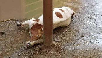 نفوق ماشية بسبب الصعق الكهربائي