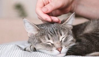 مرض جلدي نادر تنقله القطط للبشر