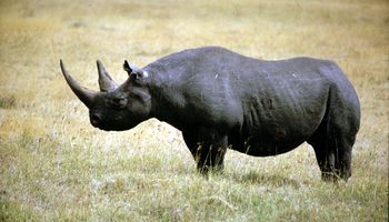 وحيد القرن الأسود 