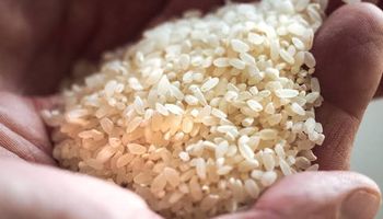  أسعار الأرز التمويني 