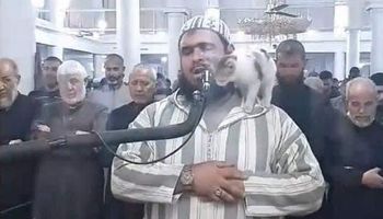 قطة تعتلي كتف إمام مسجد من الجزائر وتقبل وجهه أثناء صلاة التراويح (فيديو)