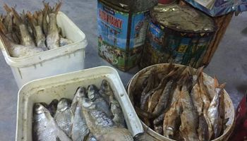 ضبط أسماك مملحة غير صالحة 