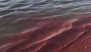 لماذا تحولت مياه البحر الأحمر إلى اللون الوردي؟