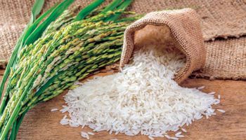انخفاض اسعار الأرز