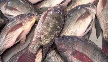 أسعار الأسماك والمأكولات البحرية ببنى سويف 