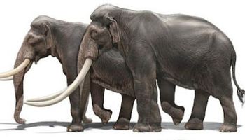تُشبه الأفيال.. العثور على مقبرة حيوانات منقرضة منذ 5 ملايين سنة