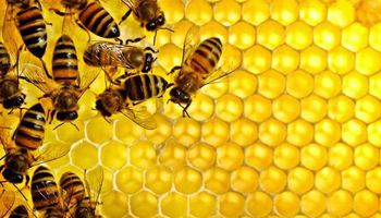 تصدير نحل العسل للخارج