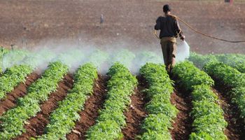 متبقيات المبيدات.. هل سمعة مصر الزراعية في خطر؟