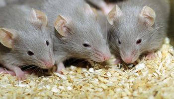 وباء الفئران في بريطانيا 