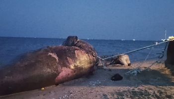 سحب الحوت النفاق من غاطس بورسعيد ودفنه