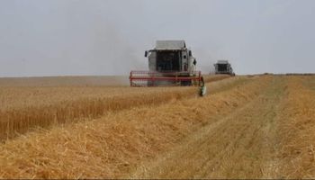 محافظ الإسماعيلية :"توريد  ٨٣.٥ ٪ من المستهدف من القمح 