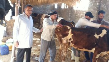 تحصين الماشية ضد الحمى القلاعية بالفيوم 