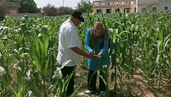 زراعة مطروح ... المرور على زراعات الذرة الشامية بالحمام لتقديم الدعم للمزارعين