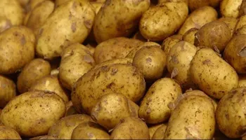 صادرات مصر من البطاط
