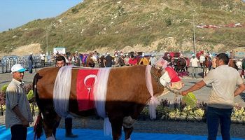 مسابقة في تركيا لاختيار أجمل بقرة