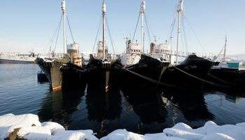 أيسلندا تستأنف صيد الحيتان ذات الزعانف وقتلها 