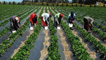 المزارع في مصر