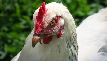 حل لغز أصوات الدجاج