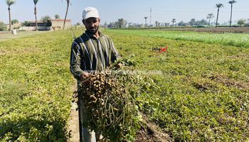 جانب من حصاد الفول السوداني 