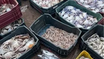 أسعار الأسماك والمأكولات البحرية بالفيوم 