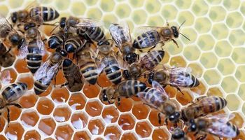 اختفاء النحل يُهدد بنهاية العالم