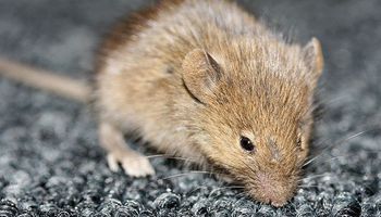 اكتشاف فئران عملاقة 