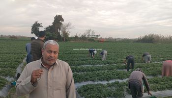 اشهر قرية في زراعه الفراولة في مصر