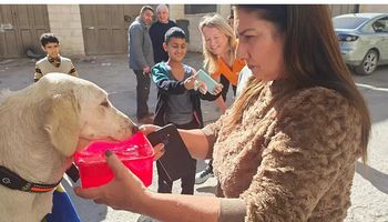 اغاثة الكلاب والقطط في غزة