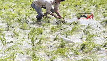 حظر زراعة الأرز لعام 2024بالفيوم