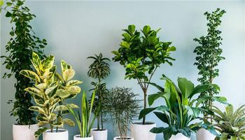 أنواع نباتات مثالية لزراعتها في غرفة الأطفال