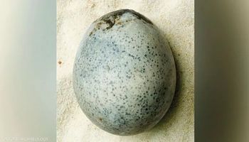 العثور على بيضة من العصر الروماني بحالة جيدة