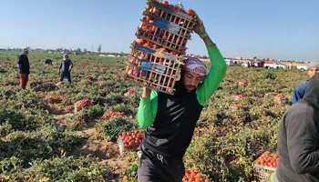 حصاد الطماطم 
