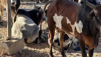 وصول 1500 رأس ماشية سودانية إلى مجزر وادي دارا برأس غارب
