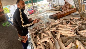 أزمة الأسماك في بورسعيد