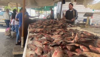 تخفيض أسعار الأسماك  