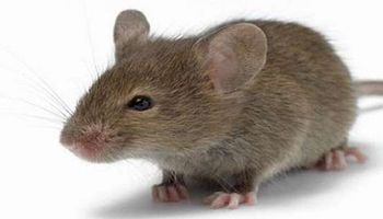 رجل يُصاب بعدوى خطيرة بسبب مطاردة فأر